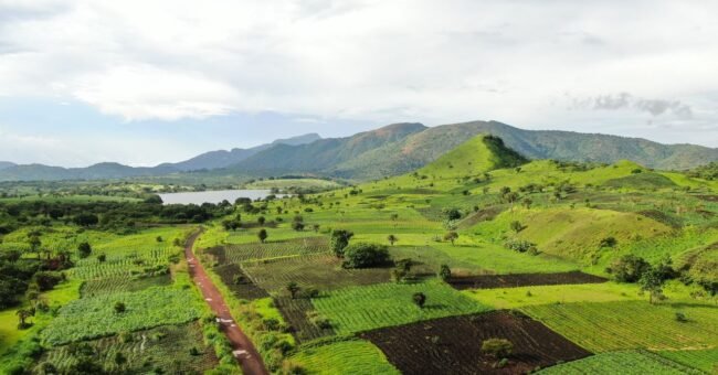 Aerial view of green farmland and rolling hills in Foumbot, Cameroon
