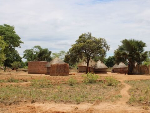Traditional thatched homes surrounded by green vegetation in rural Zambia