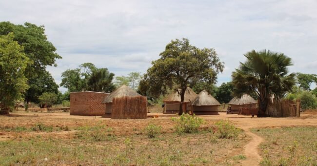 Traditional thatched homes surrounded by green vegetation in rural Zambia