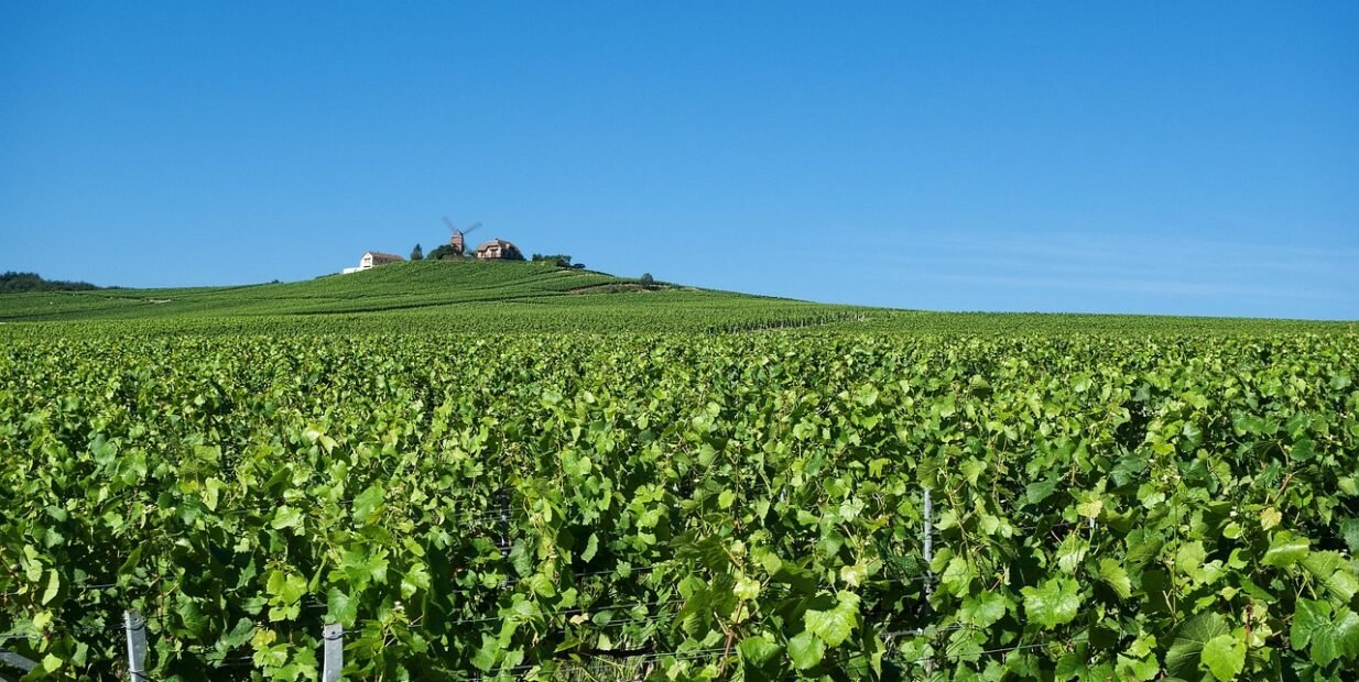 Green vineyards in the Champagne region of France under a clear blue sky