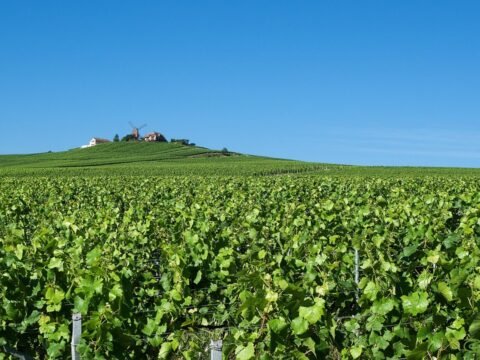 Green vineyards in the Champagne region of France under a clear blue sky