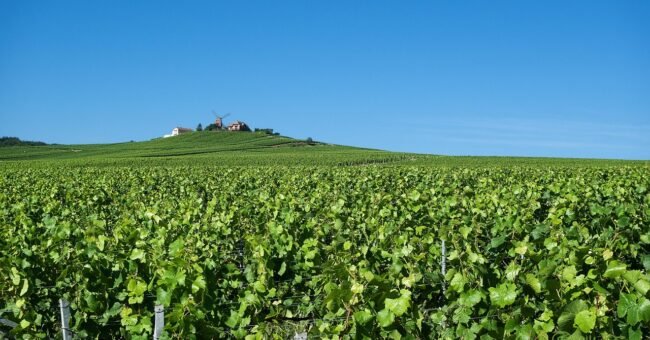Green vineyards in the Champagne region of France under a clear blue sky