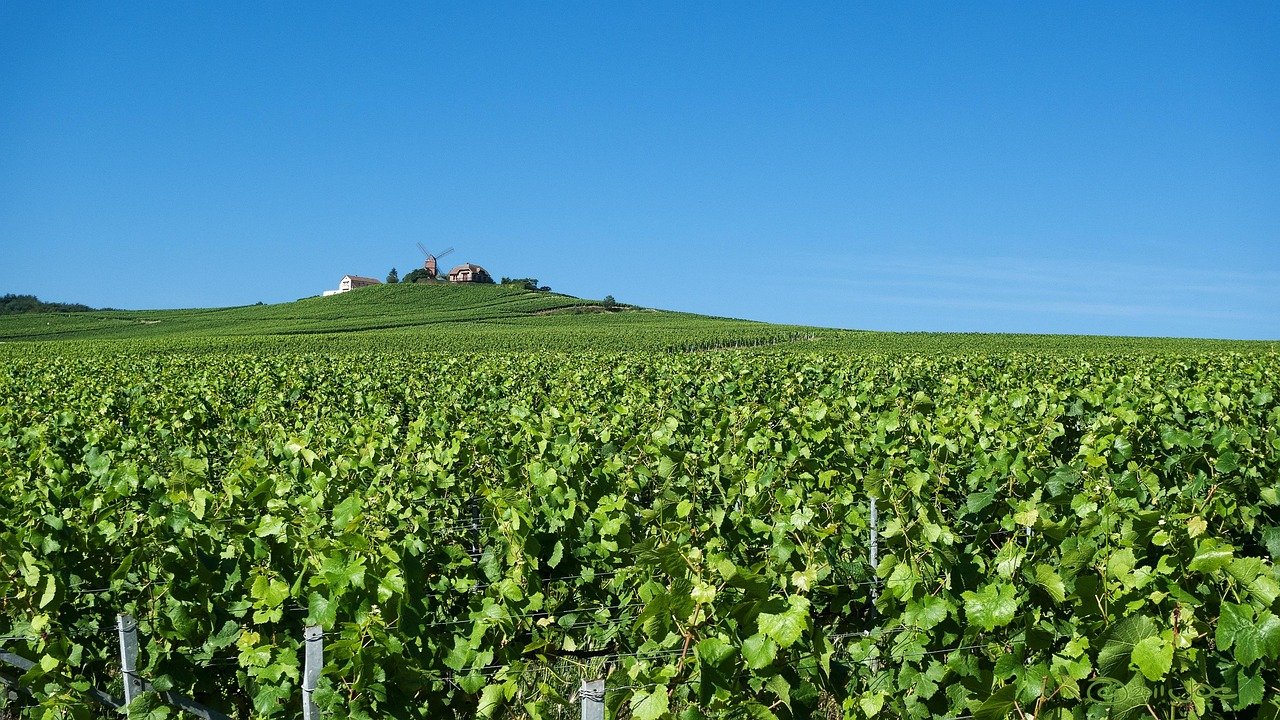 Green vineyards in the Champagne region of France under a clear blue sky